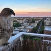 Photo: Red-Tailed Hawk Likes Chilling On This Brooklyn Balcony